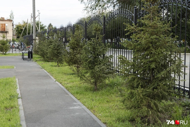 Старым деревьям в школе предпочли вечно зеленые ели | Источник: Наталья Лапцевич
