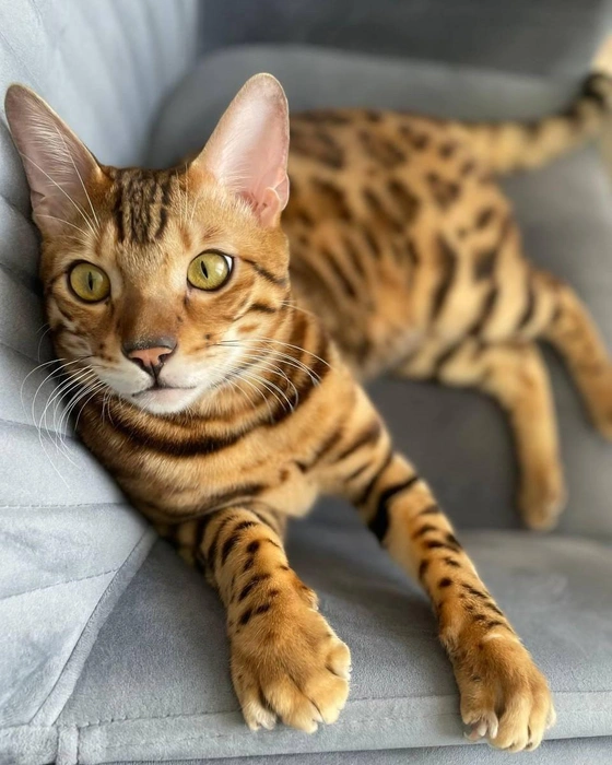Кот Леопольд просит ребят жить дружно ;)  | Источник: читатель 63.RU 