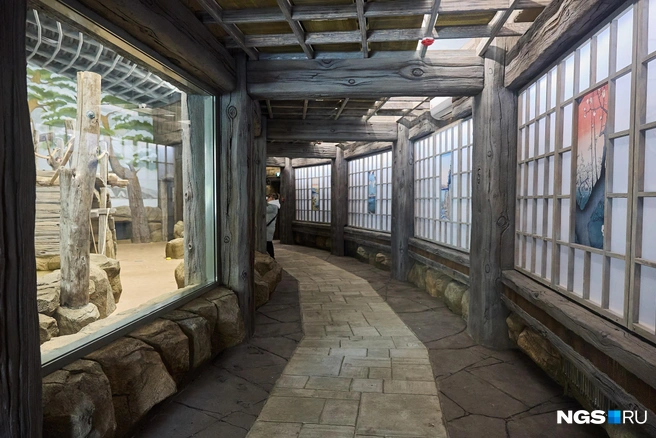 Посмотреть на обезьян можно с разных сторон  | Источник: Александр Ощепков / NGS.RU