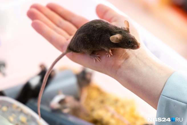 Это не прикормка  | Источник: Мария Ленц / NGS24.RU