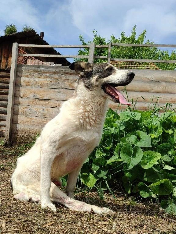 Шансов поставить пса на все четыре лапы нет, однако это не мешает Босси наслаждаться жизнью | Источник: Татьяна Праздникова