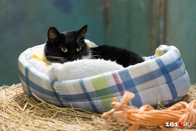 В конюшнях живут не только кони | Источник: Евгений Вдовин / 161.RU