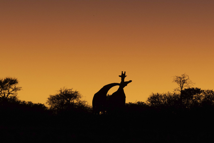 Жирафы сошлись в поединке на закате
