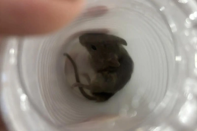 В Волгограде мыши падают с потолка в жилом доме