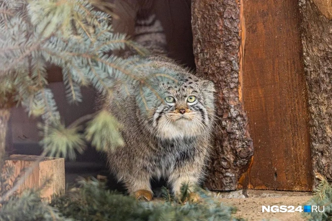 Ну жених же? | Источник: Мария Ленц / NGS24.RU