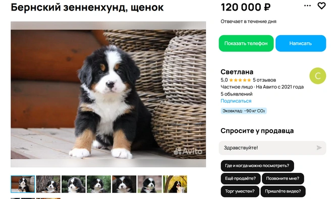 Малыши прошли все необходимые проверки здоровья | Источник: Авито