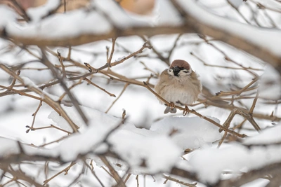 Temperature to Rise in Kuzbass as Cold Spell Subsides