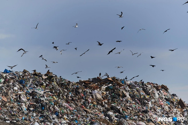 Весь мусор перенаправят на «Гусинобродский» полигон | Источник: Александр Ощепков / NGS.RU