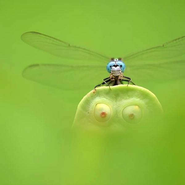 «Четыре глаза» | Источник: Minghui Yuan / Close-up Photographer of the Year 2020