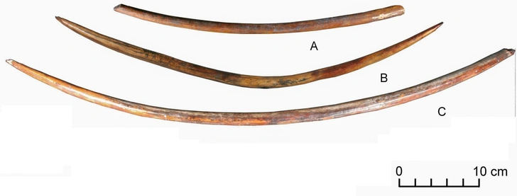 Острия из бивня мамонта с Янской стоянки (по Pitulko V.V., Pavlova E.Y., Nikolskiy P.A. Mammoth Ivory Technologies in the Upper Palaeolithic Arctic Siberia: a Case Study based on the materials from Yana RHS site // World Archaeology. — 2015a. — Vol. 47 | Источник: В.&nbsp;В.&nbsp;Питулько
