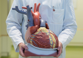 Бьется, как настоящее: ученые напечатали на 3D-принтере живое сердце