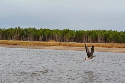 На севере Приамурья открывается охота на пернатых