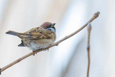 Sparrows fluff up in cold, fight for crumbs in winter Vladivostok