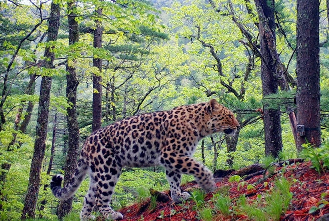 Источник: «Земля леопарда» / leopard-land.ru
