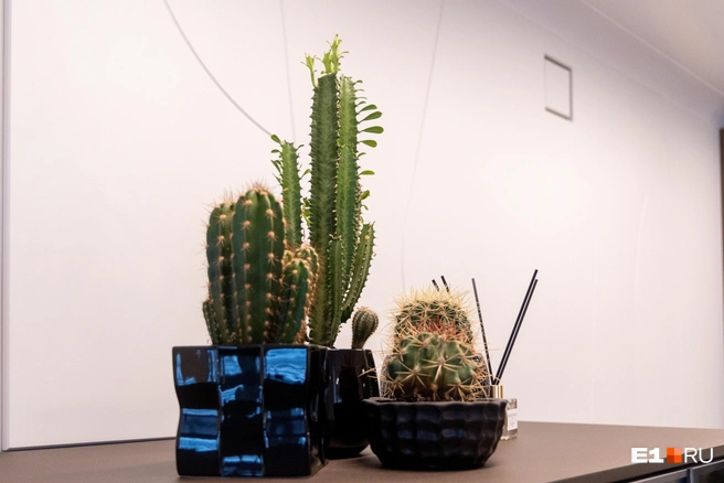 Кактусы нравятся не всем | Источник: Владислав Лоншаков / E1.RU