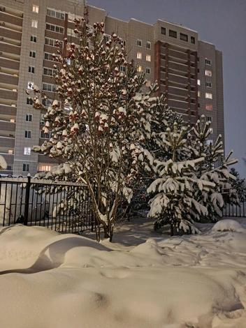 Фото сделано во дворе читательницей Лёкой | Источник: читательнциа НГС