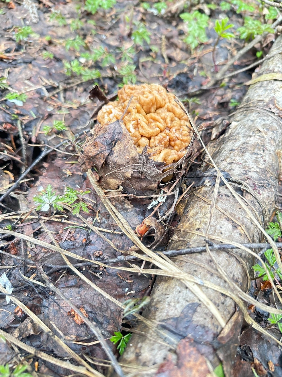 Источник: Александра Карамазова / «Дары лесов Урала» / Vk.com