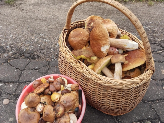 Такую красоту можно собрать под Луховицами | Источник: Ольга Сысоева / Грибы в Подмосковье 2025 / VK.com