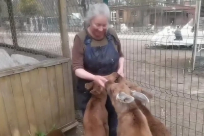 Четырех лосят выхаживают в приюте Ленобласти