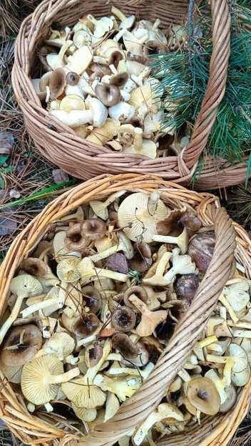 Ну или корзины | Источник: Группа VK «Грибы и грибники Рязани»