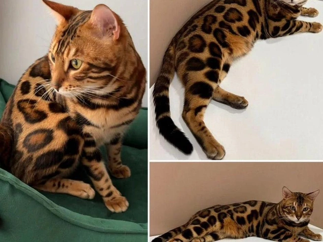 Бенгальскому коту Элеону вскоре исполнится три года. | Источник: агрегатор объявлений