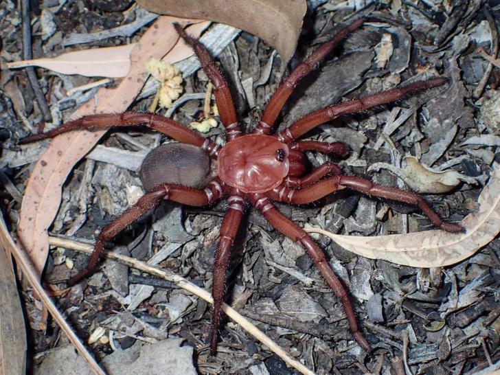 Здравствуй и прощай: в Австралии открыли новый вид крупных подземных пауков, которому грозит вымирание