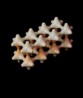 Module 04 — snowy peach