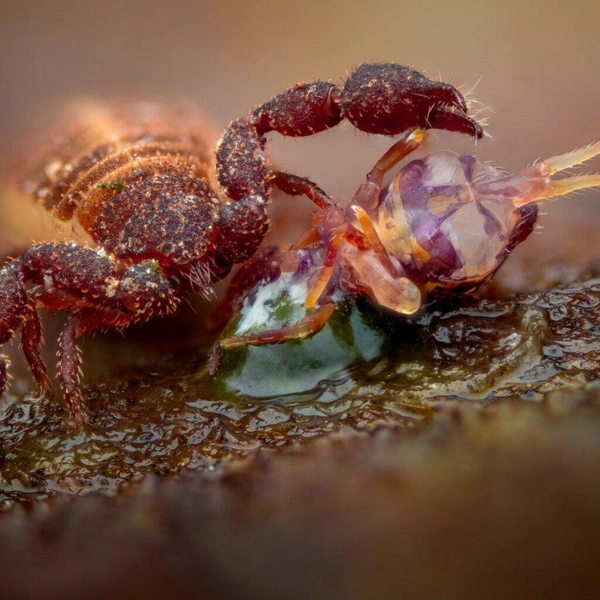 Победитель в номинации «Молодой фотограф в возрасте 15-17 лет» | Источник:  Alexis Tinker-Tsavalas / European Wildlife Photographer of the Year 2025