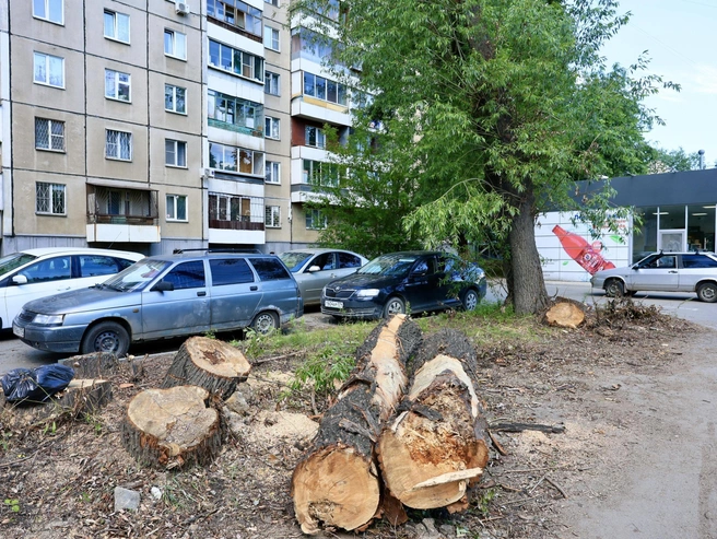 Спиленные деревья выглядят старыми | Источник: Михаил Шилкин