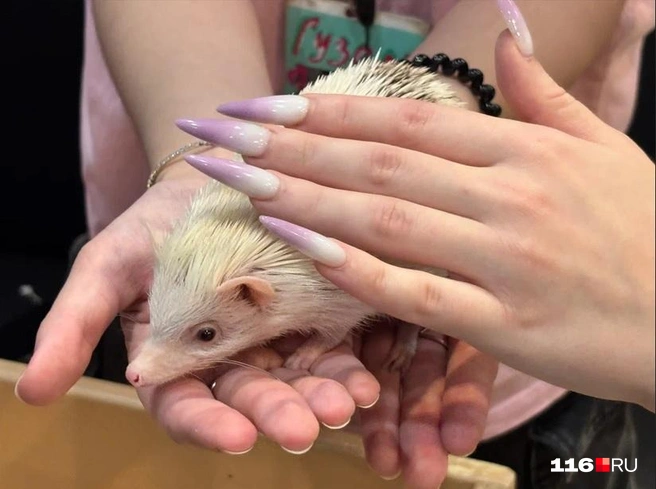 На самом деле декоративные ежи вовсе не колючие на ощупь, а очень приятные | Источник: Регина Алтынбаева/ 116 RU