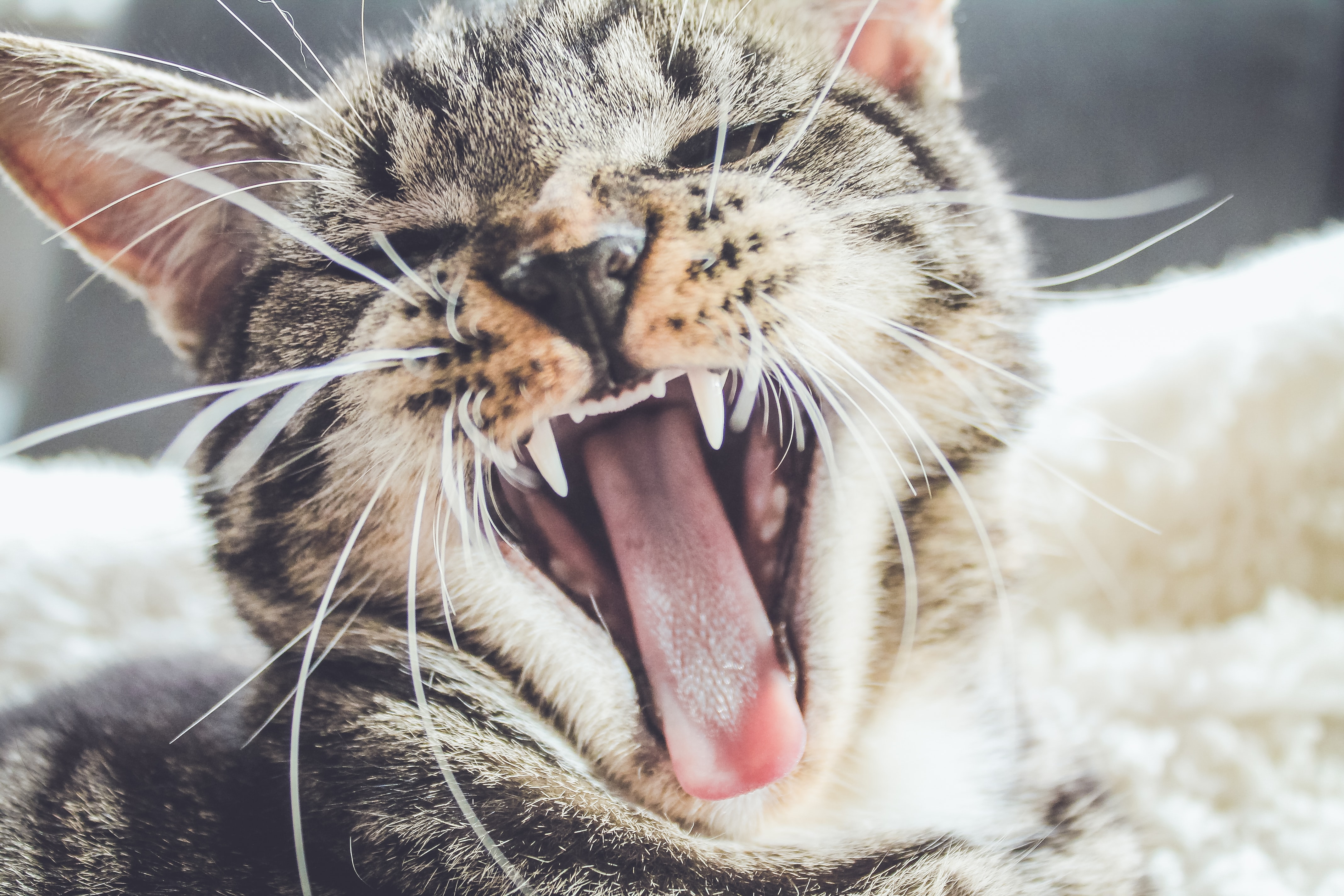 Переводчик с кошачьего: почему кошка постоянно мяукает, объясняют  ветеринары | DOCTORPITER