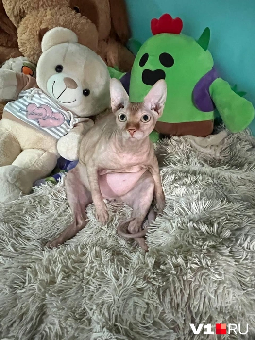 Нашел свою компанию! | Источник: читатели V1.RU