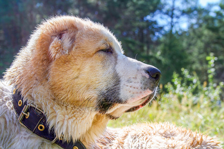 Охотники, спасатели, няньки: как служат человеку 10 самых крупных пород собак