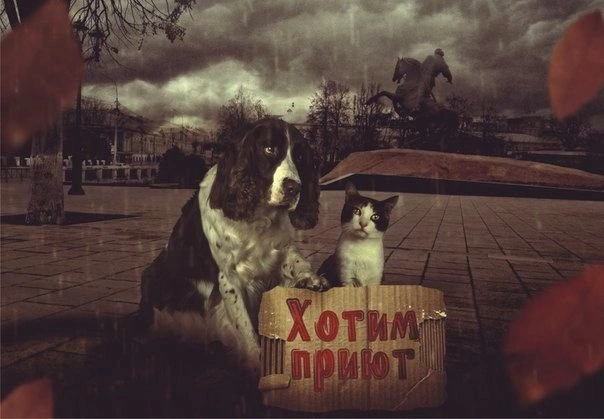 Автолюбители Рязани поддержат митинг зоозащитников | ya62.ru
