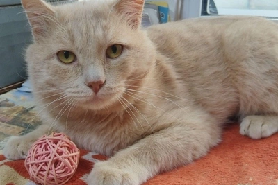 Кот Семён из Тюмени ждёт семью