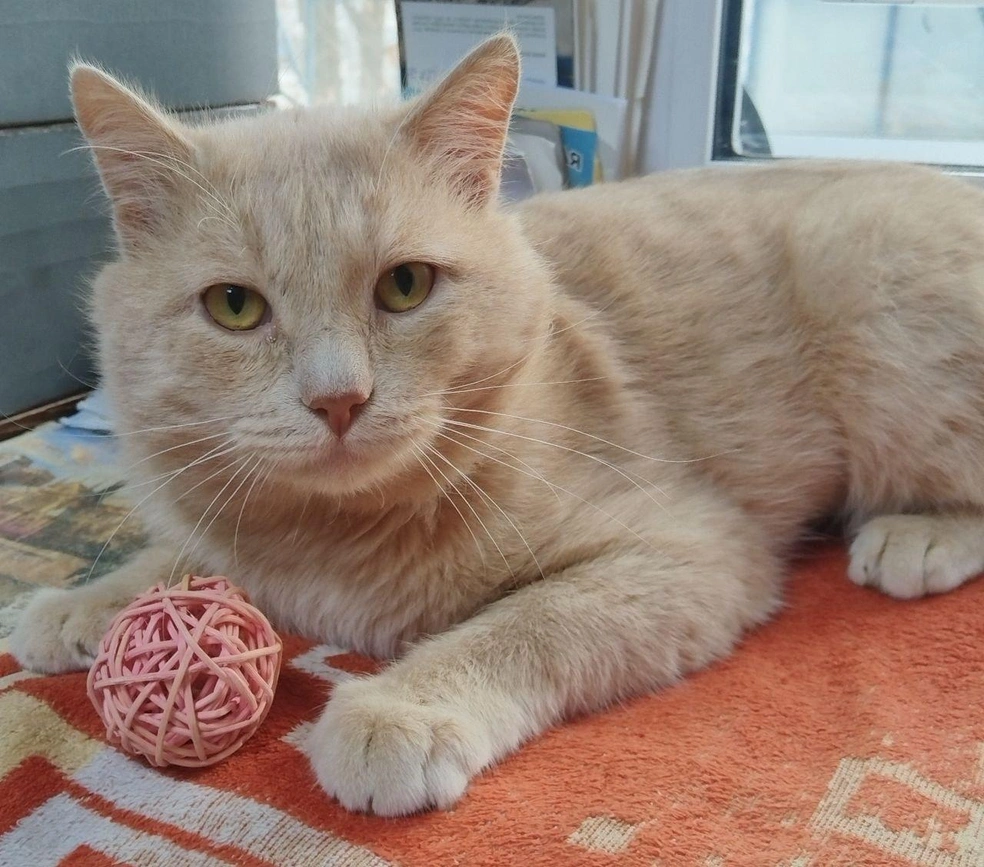 Коту нужны заботливые хозяева | Источник: частный приют «Муркошка»