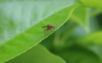 Виды под угрозой вымирания: ученые обнаружили изменения в половых предпочтениях насекомых
