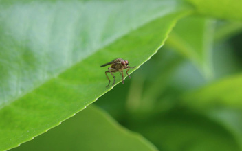Виды под угрозой вымирания: ученые обнаружили изменения в половых предпочтениях насекомых