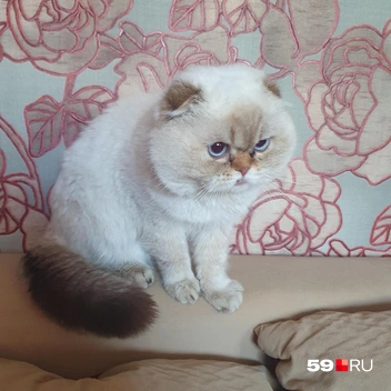 Сейчас кот обогрет в квартире приютившей пермячки, но из-за стресса он не ест | Источник: Евгения Сысолятина