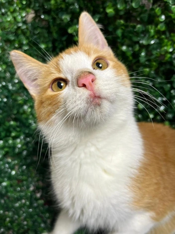 Малыш всегда держит голову так, как на фото | Источник: «Наследие Бастет» / «ВКонтакте»