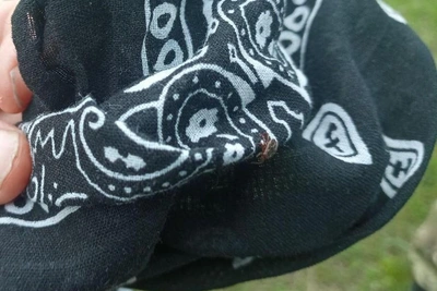 Как в СССР травили клещей: опасность для людей до сих пор