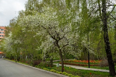 Дворы Южно-Сахалинска украсят липы и каштаны