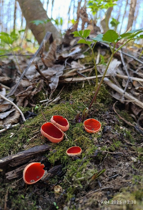 Грибы замечают во многих лесах региона | Источник: gribmestann / Vk.com