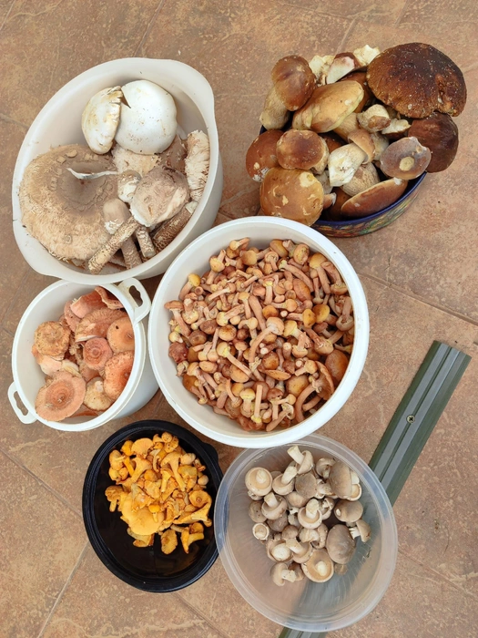 Источник: Наталья Благова / Грибы в Подмосковье 2025 / VK.com