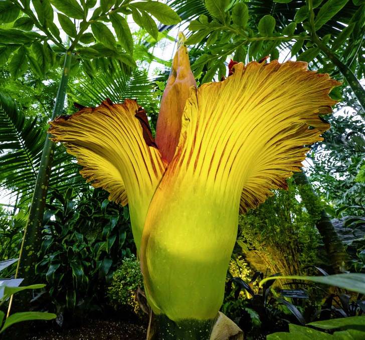 «Когда люди видят цветущий аморфофаллус, они радуются как дети»: зачем сумасшедший фермер выращивает «трупные цветы» на Суматре