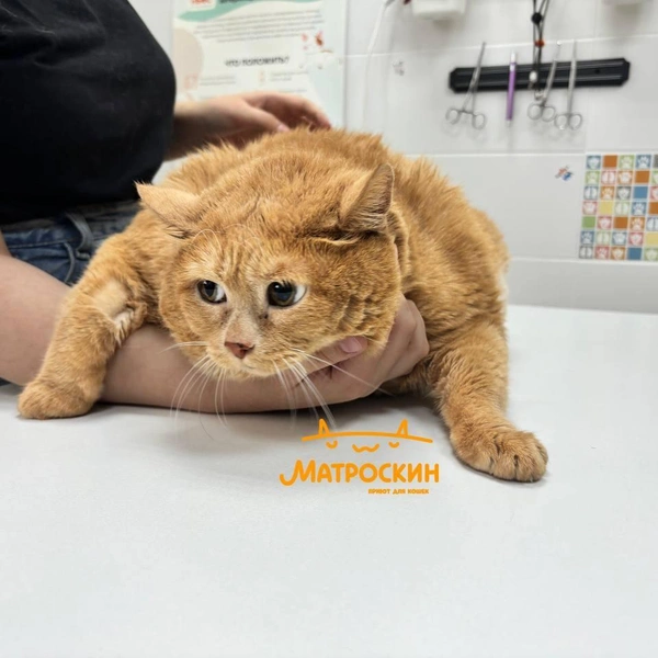 Источник: vk.com/cat_kroshik