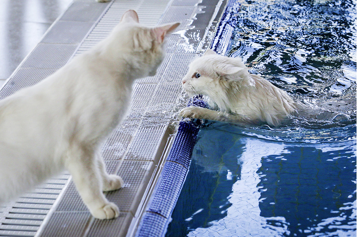 Белые и пушистые: как священные кошки озера Ван стали туристической изюминкой