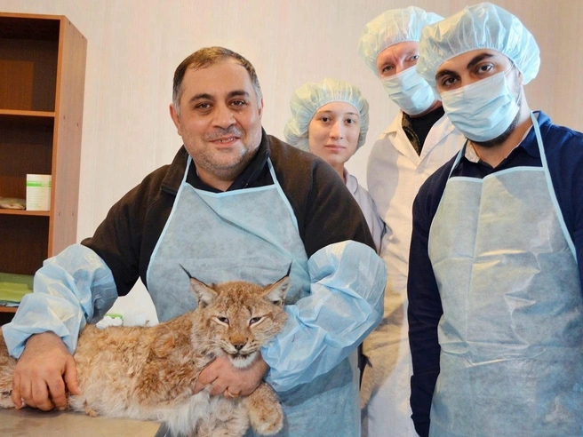 Рысь Марыся чуть не погибла от рук местных жителей, отморозила лапу, которую пришлось ампутировать | Источник: Давид Даллакян / Vk.com