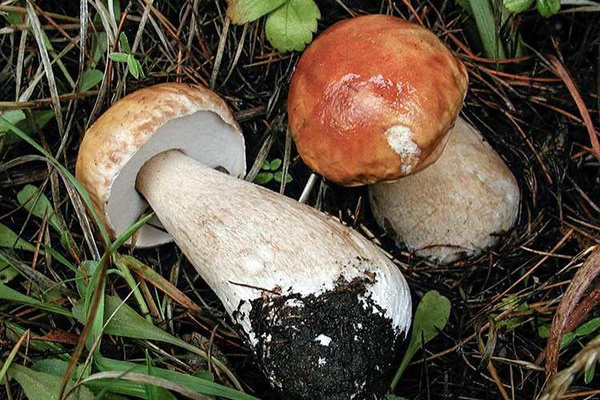 [quiz] Попробуй отличить съедобный гриб от ядовитого по фото