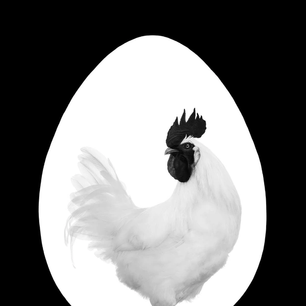 Источник: International Pet Photography Awards 